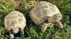 Як визначити підлогу в земельну черепаху